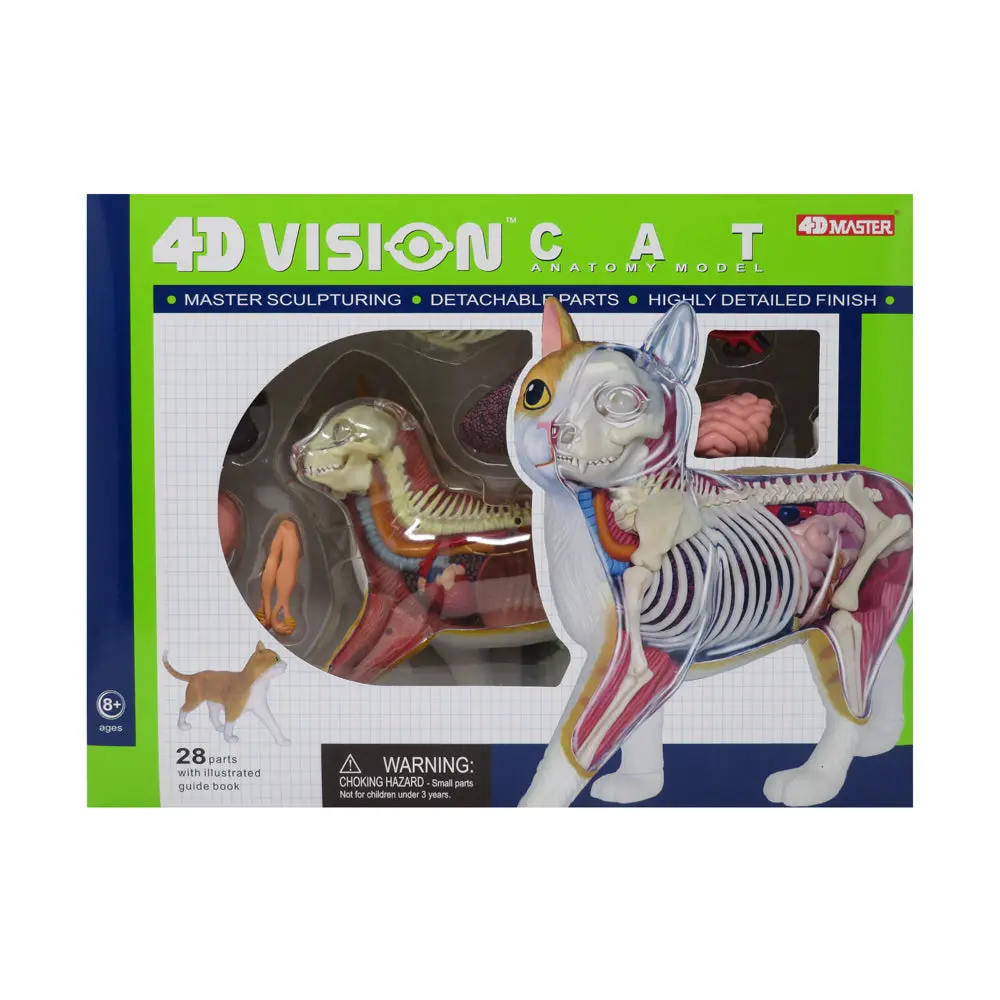 Be Good Company - 4D Vision Orange Cat Anatomy Model - Educational Toy 1