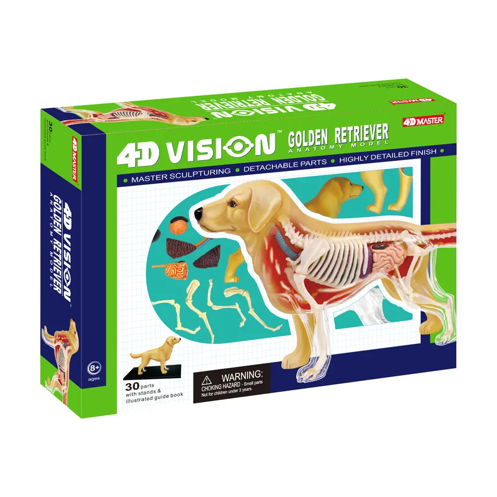 4D Master Golden Retriever Anatomy Model - Educational Toy 1
