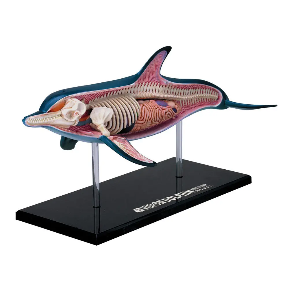 4D Master Vision Dolphin Anatomy Model - Educational Puzzle Toy 1