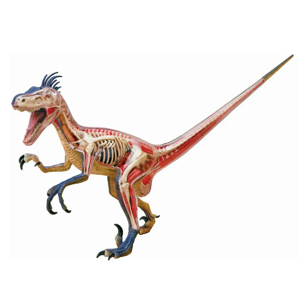 4D Master Velociraptor Anatomy Model Kit 1
