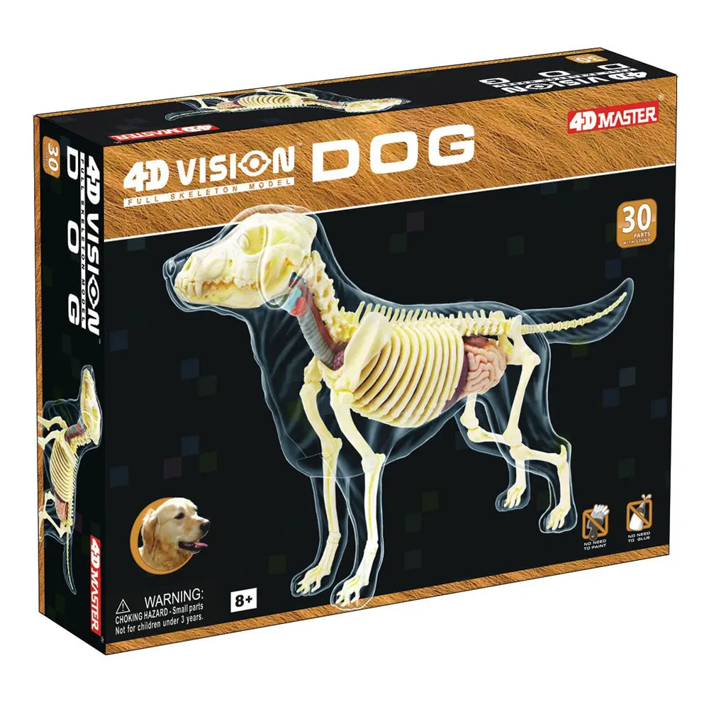4D Master Vision - Full Skeleton Dog Model - Educational Anatomy Kit 1