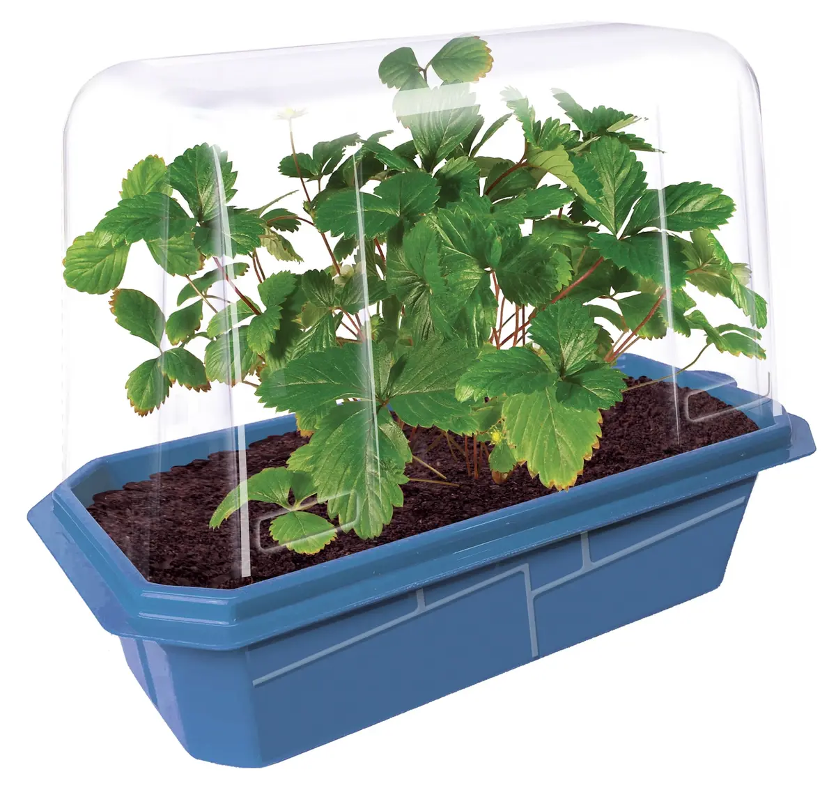 Unique Gardener Sweet Everbearing Strawberries Home-Growing Kit 1