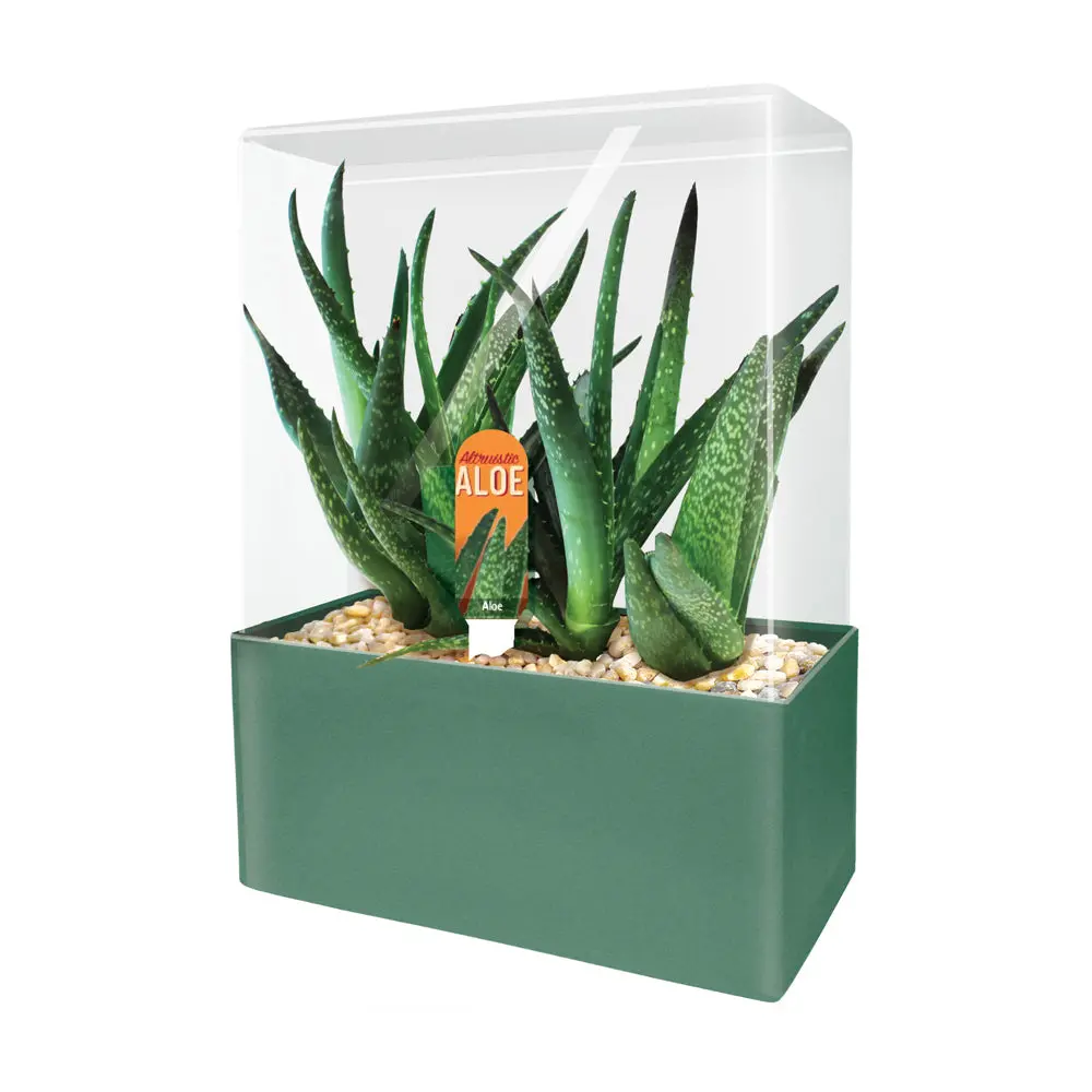 Unique Gardener Altruistic Aloe Seed Square Terrarium Kit 1