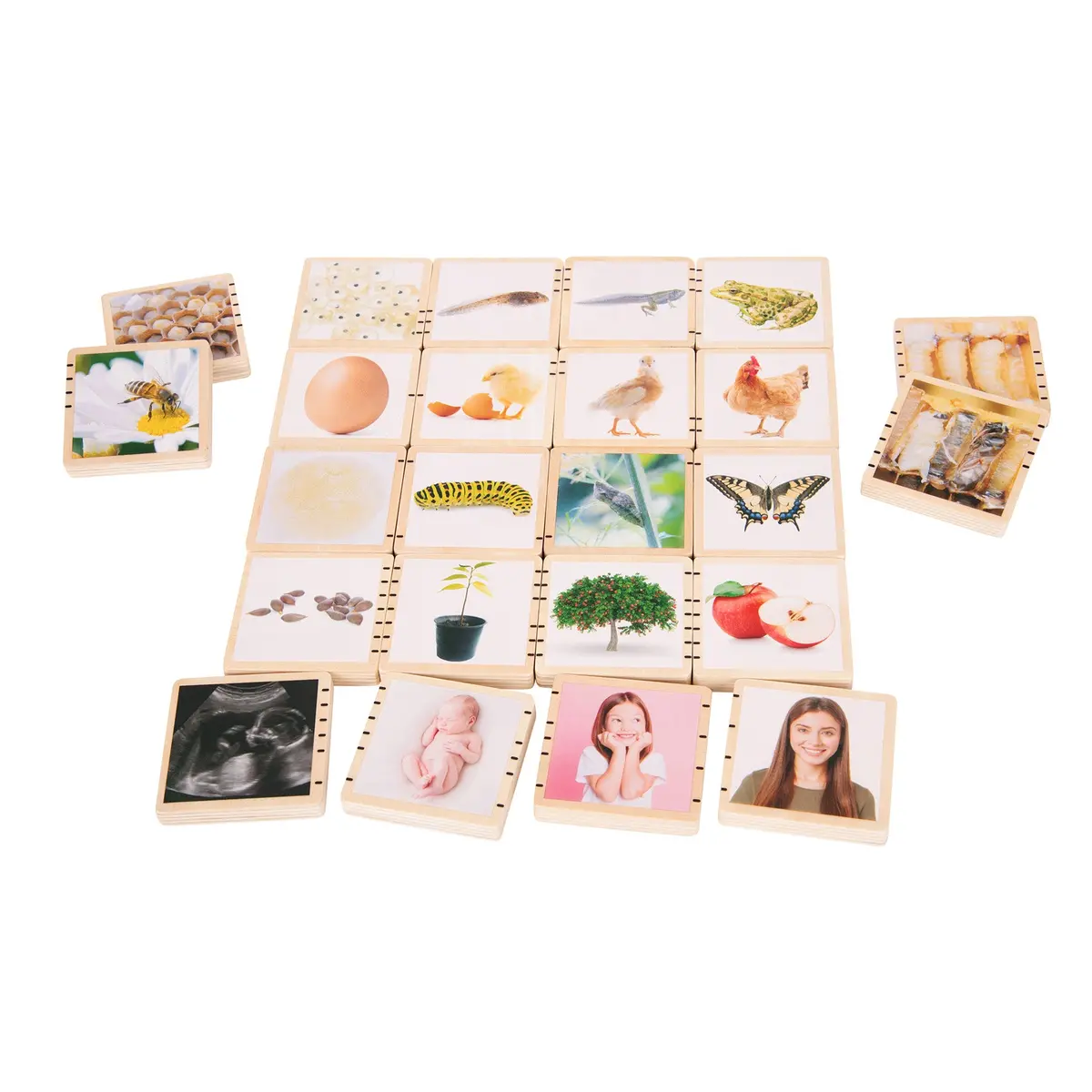 Tickit Wooden Lifecycle Exploration Tiles - Interactive Learning Set 1