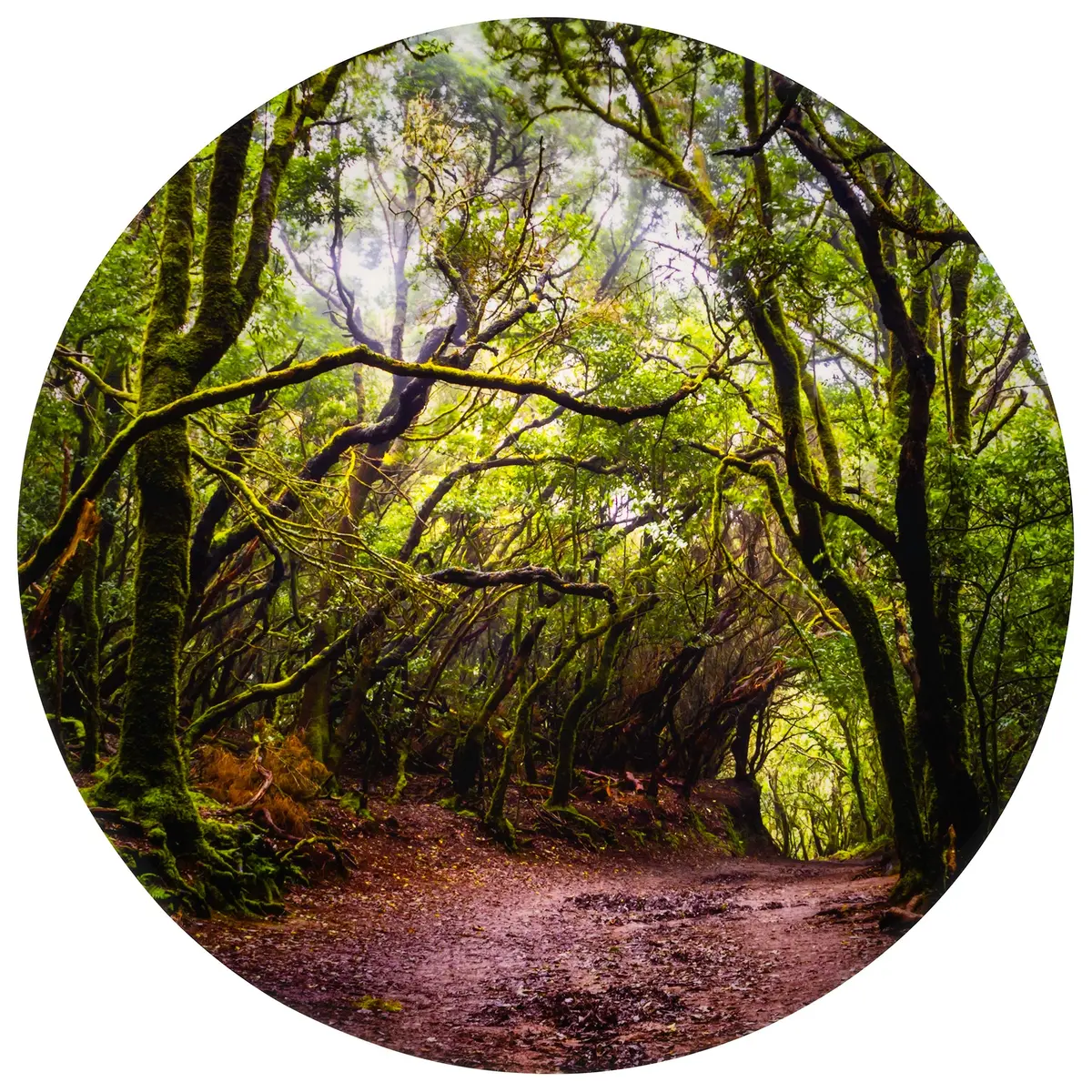 Tickit Forest Discovery Play Mat - Enchanted Woodland Theme 1