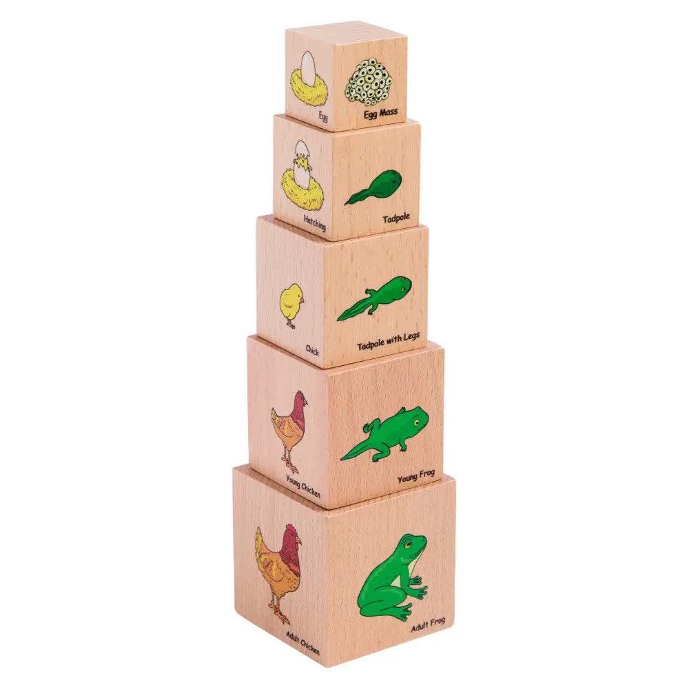 The Freckled Frog Lifecycle Wooden Blocks - Moth, Butterfly, Chicken, Frog Stages 1