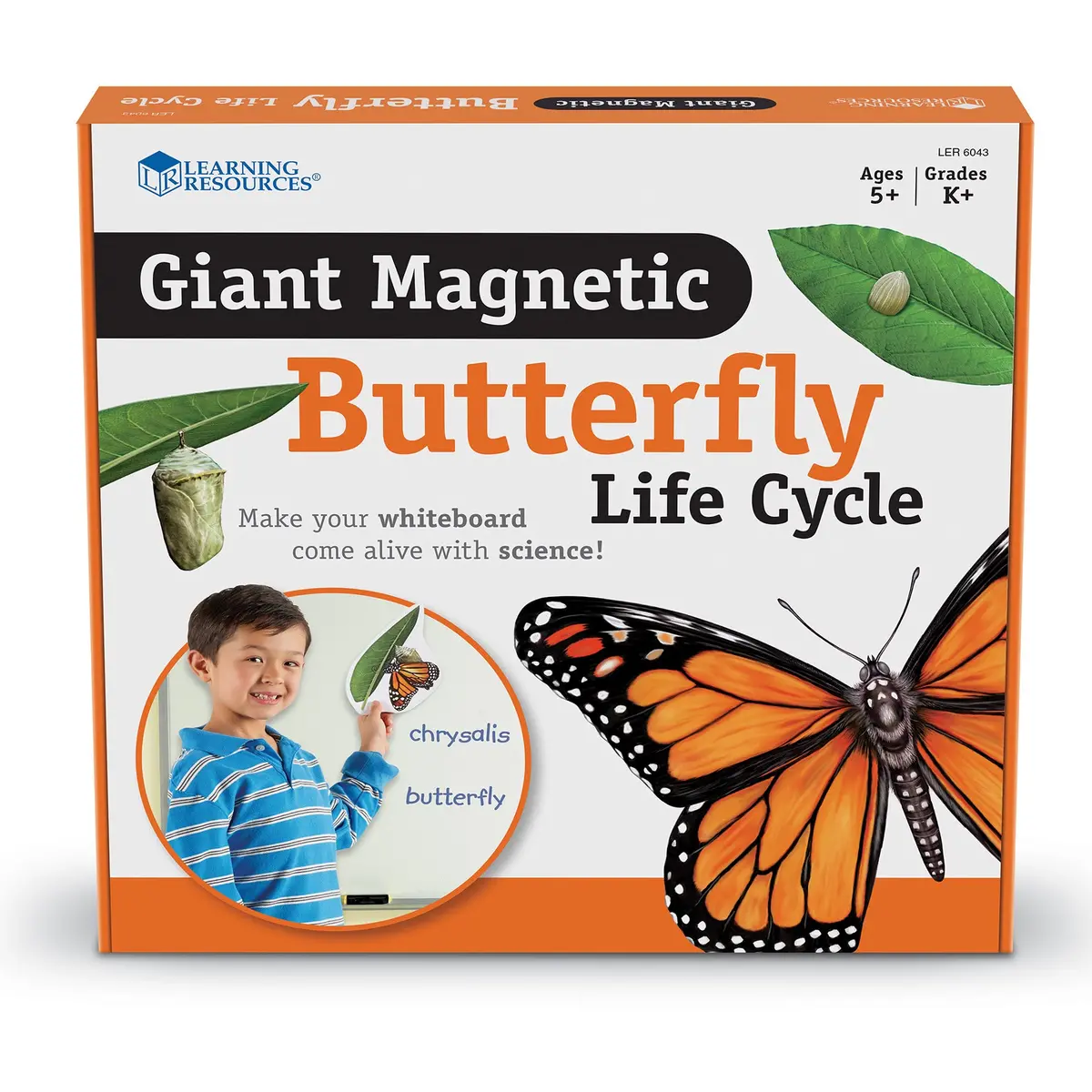 Learning Resources Giant Magnetic Butterfly Life Cycle - Interactive Set Of 9 1