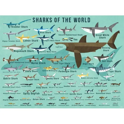 Oopsy Daisy Sharks Of The World Canvas Wall Art By Daviz, 24X18 Inches 1