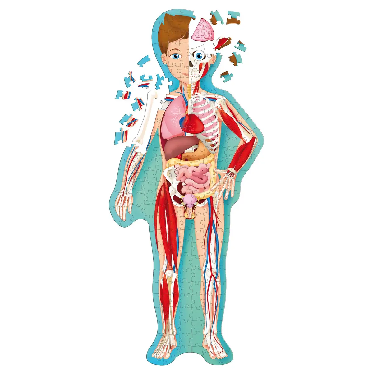 Tle: The Human Body 1