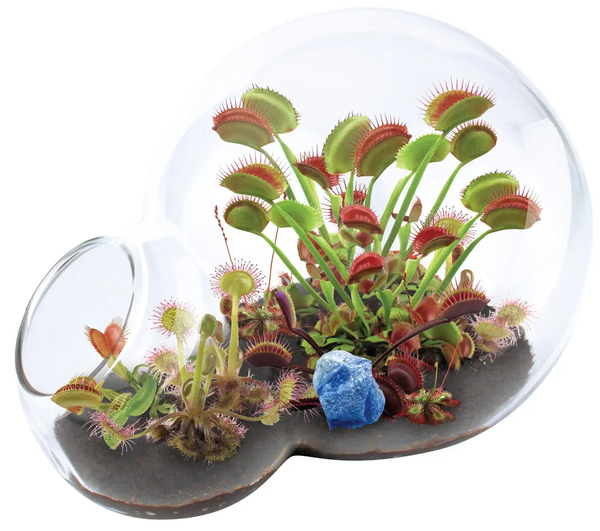 Unique Gardener Double Sphere Carnivorous Plant Terrarium Kit 1